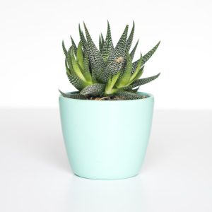 Terracotta Ribbed Planter Pot